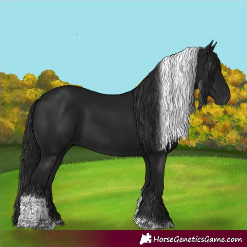 Horse Color:Gray Black Tobiano 