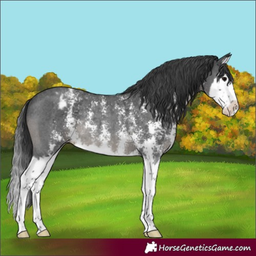 Horse Color:Black Sabino Splash Varnish Rabicano