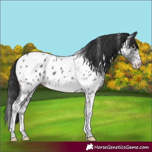 Horse Color:Black Sabino Tobiano Near Leopard 