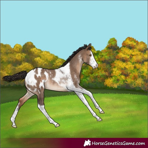 Horse Color:Brown Dun Sabino Tobiano Blanket Rabicano