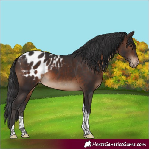 Horse Color:Brown Tobiano Blanket 