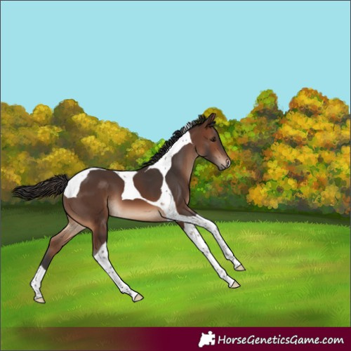 Horse Color:Brown Tobiano