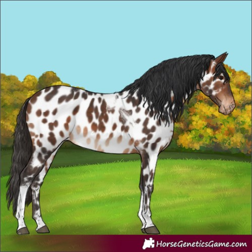 Horse Color:Brown Tobiano Near Leopard 