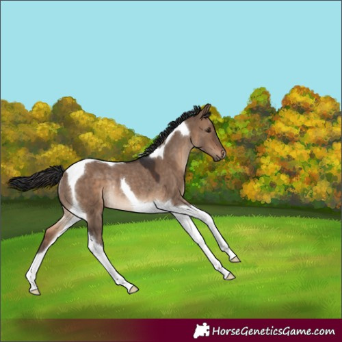 Horse Color:Brown Dun Tobiano Rabicano
