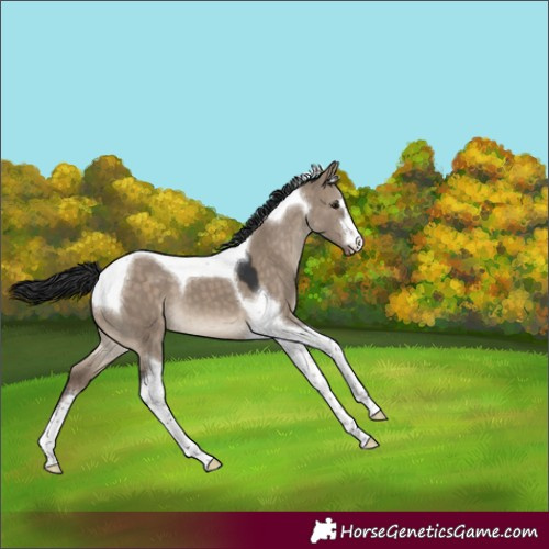 Horse Color:Brown Dun Tobiano Blanket 