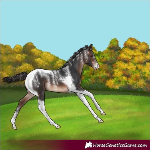 Horse Color:Powder White Brown Tobiano 
