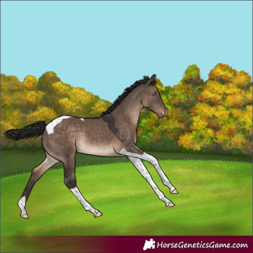 Horse Color:Brown Dun Tobiano Blanket Rabicano 