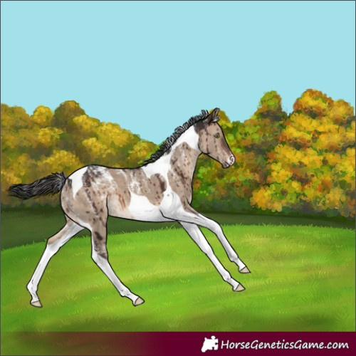 Horse Color:Powder White Brown Dun Tobiano Brindle 