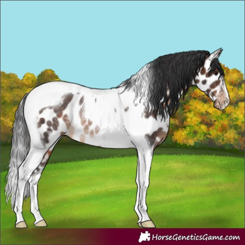 Horse Color:Brown Tobiano Near Leopard Rabicano