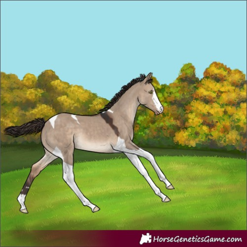 Horse Color:Brown Dun Tobiano Snowcap 