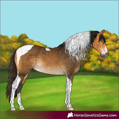 Horse Color:Gray Buckskin Tobiano Rabicano 