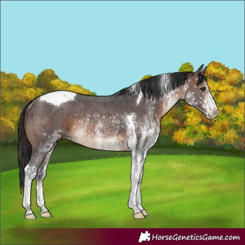 Horse Color:White Spotted Brown Tobiano Rabicano