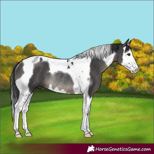 Horse Color:Black Splash Tobiano Rabicano
