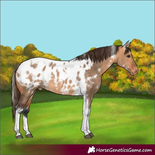 Horse Color:White Spotted Bay Dun Tobiano Blanket 