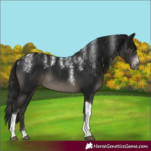 Horse Color:Powder White Gray Black Tobiano Varnish 