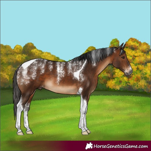 Horse Color:Powder White Gray Bay Tobiano Varnish 