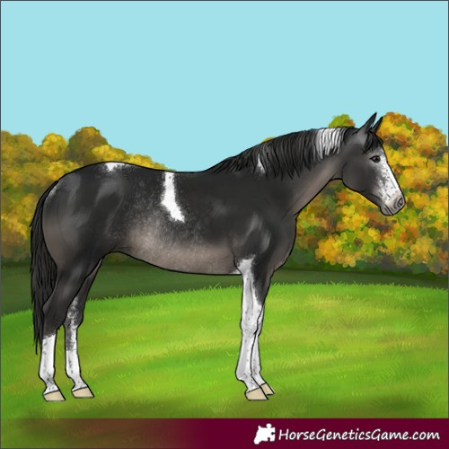 Horse Color:Gray Smoky Black Sabino Tobiano Rabicano 