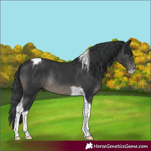 Horse Color:Black Sabino Tobiano Rabicano 