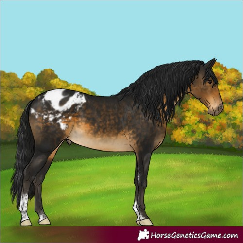 Horse Color:Gray Buckskin Sabino Tobiano Varnish Rabicano 