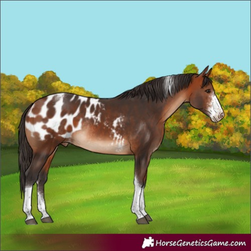 Horse Color:Bay Sabino Tobiano Blanket Rabicano 