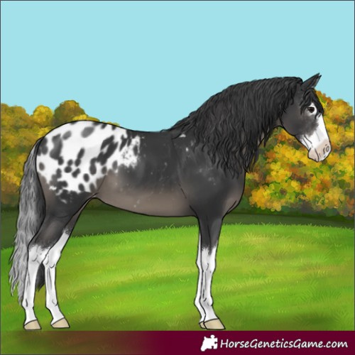 Horse Color:Black Splash Blanket
