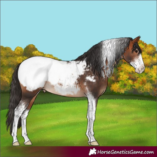 Horse Color:Bay Sabino Tobiano Snowcap Rabicano 