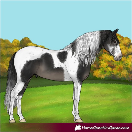 Horse Color:Gray Black Sabino Tobiano 