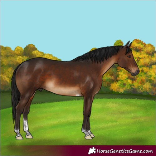 Horse Color:Gray Brown Tobiano