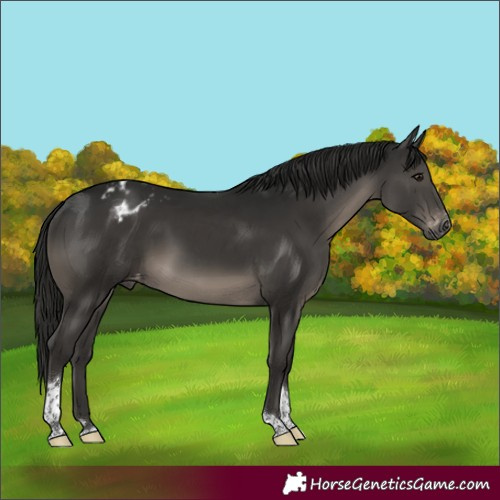 Horse Color:Gray Black Tobiano Varnish Rabicano 