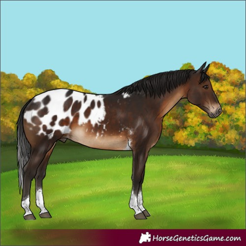 Horse Color:Gray Brown Tobiano Blanket