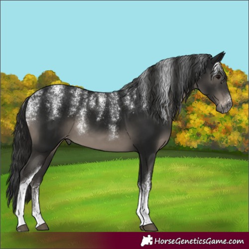 Horse Color:Powder White Gray Black Tobiano Skewed LP Spotted 