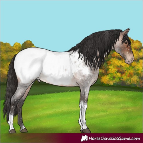 Horse Color:Brown Roan Tobiano Near Fewspot