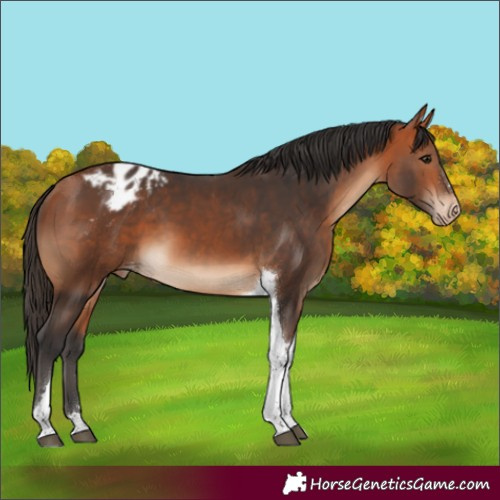 Horse Color:Bay Tobiano Blanket