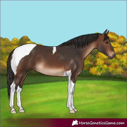 Horse Color:Brown Tobiano 