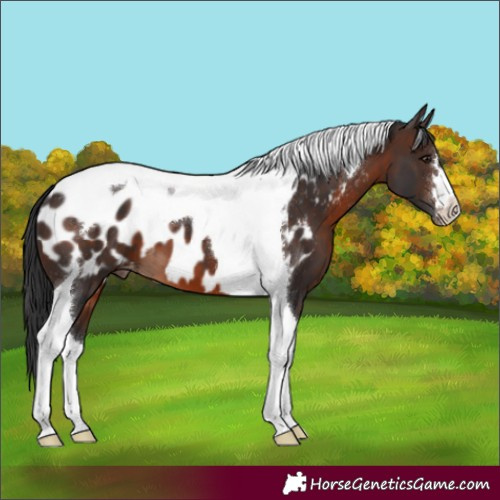 Horse Color:Brown Tobiano Near Leopard 