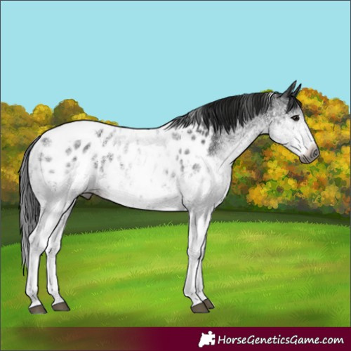 Horse Color:Gray White Spotted Black Tobiano Near Leopard 