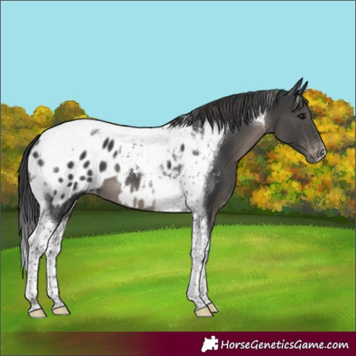 Horse Color:Black Tobiano Blanket 