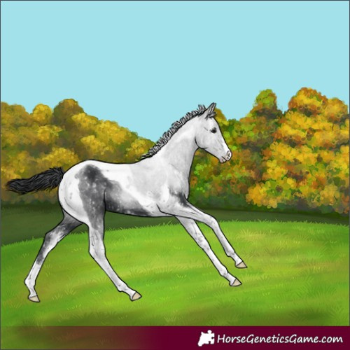 Horse Color:Black Sabino Tobiano Blanket 
