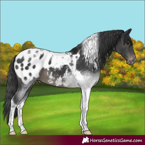 Horse Color:Black Tobiano Blanket