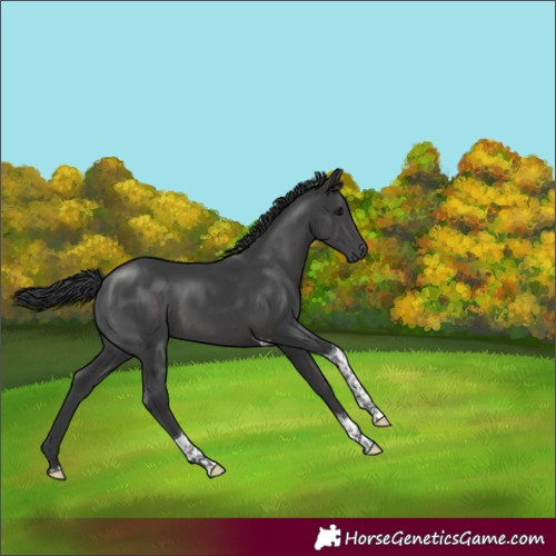 Horse Color:Black Tobiano 