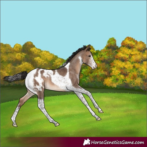 Horse Color:Brown Dun Sabino Tobiano Blanket Brindle