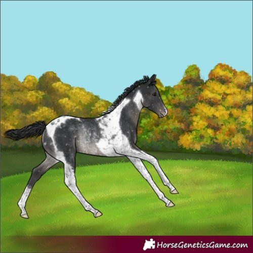 Horse Color:Black Tobiano Snowflake VarnishRabicano