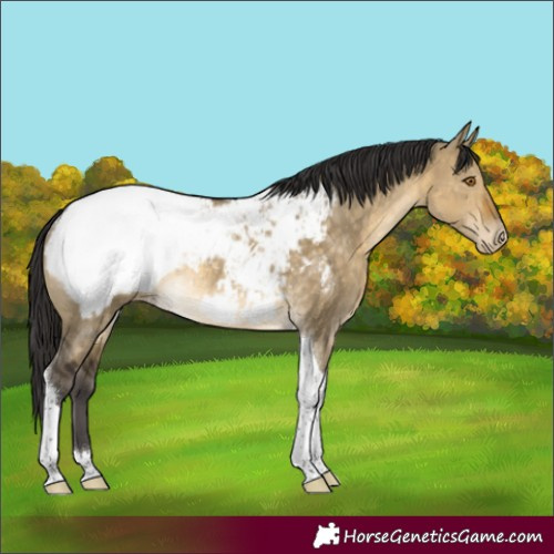 Horse Color:Buckskin Dun Tobiano Snowcap Rabicano 