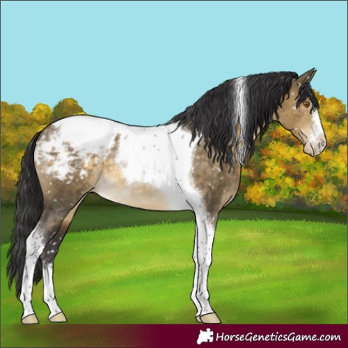 Horse Color:Buckskin Dun Tobiano Snowcap
