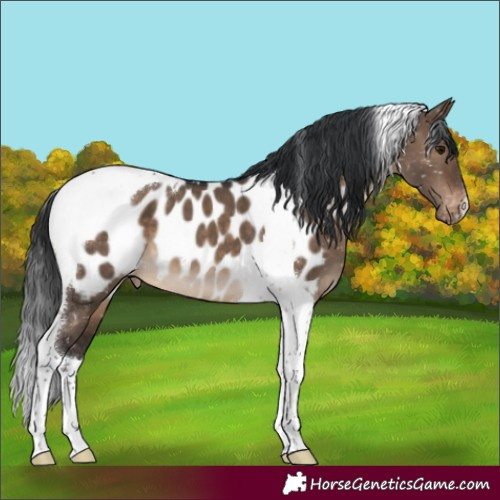 Horse Color:Brown Dun Tobiano Near Leopard