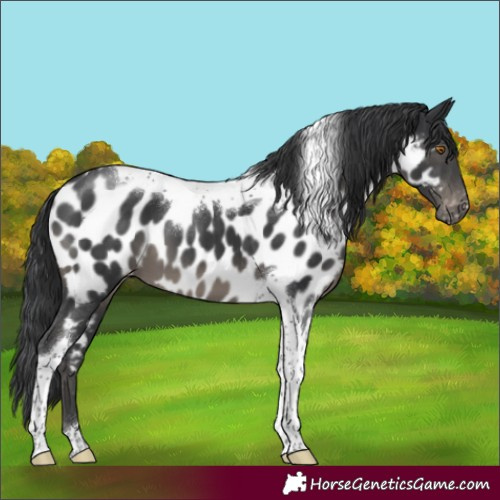 Horse Color:Black Tobiano Near Leopard