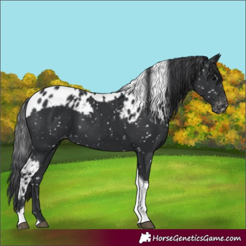 Horse Color:Black Tobiano Skewed LP Spotted