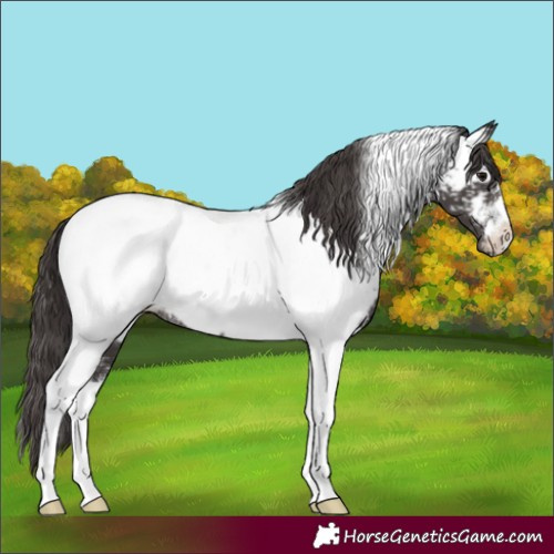 Horse Color:Smoky Black Tobiano Near Fewspot Rabicano