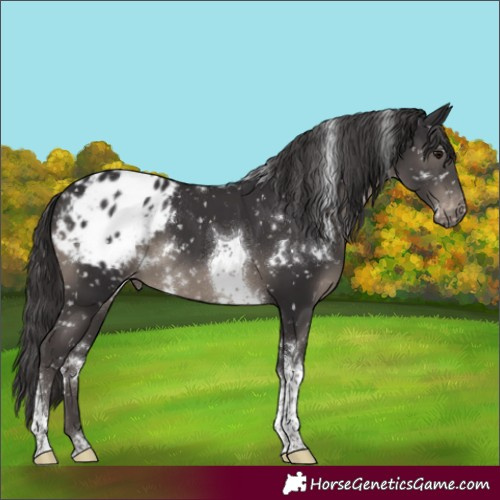 Horse Color:White Spotted Smoky Black Tobiano Blanket 