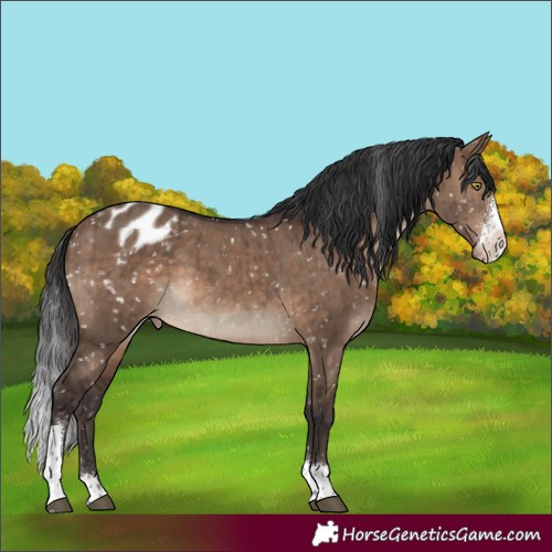 Horse Color:Brown Dun Sabino Tobiano Snowflake Varnish Brindle